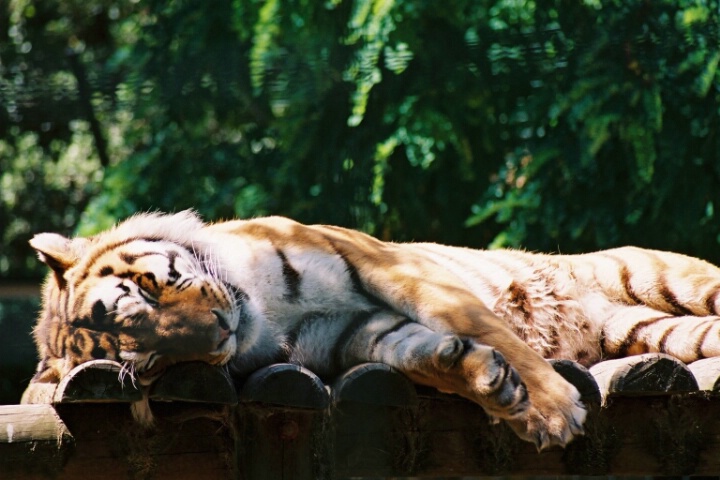 tiger taking a nap