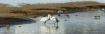 Swans On Shore