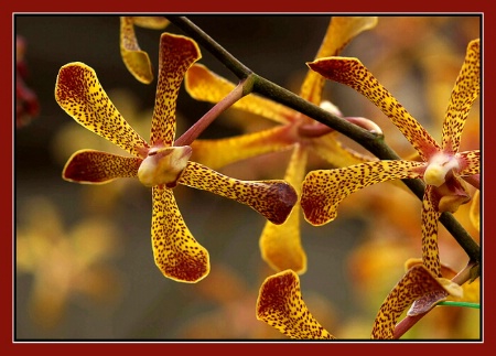 Tiger Orchids