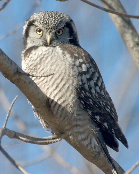 Northern Hawk Owl - ID: 662560 © Robert Hambley