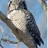 © Robert Hambley PhotoID # 662560: Northern Hawk Owl