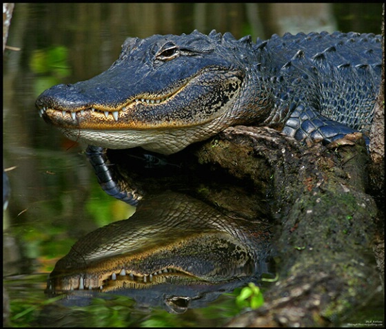 Alligator and Reflection - ID: 662920 © Sara And Dick