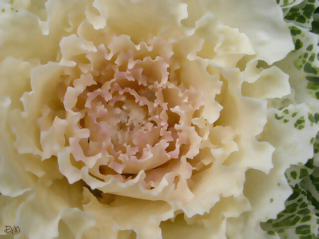 Blushed & Ruffled
