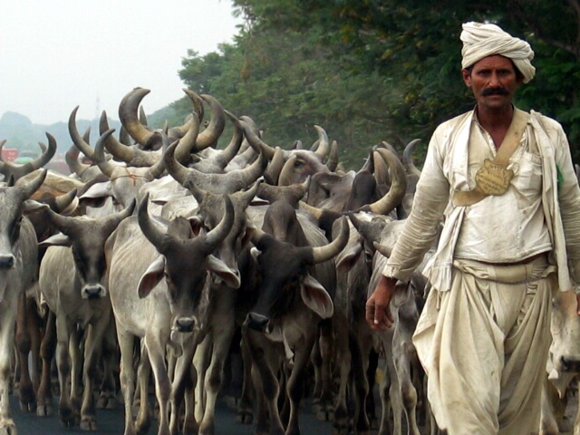 Cattle Leader_Dwarka