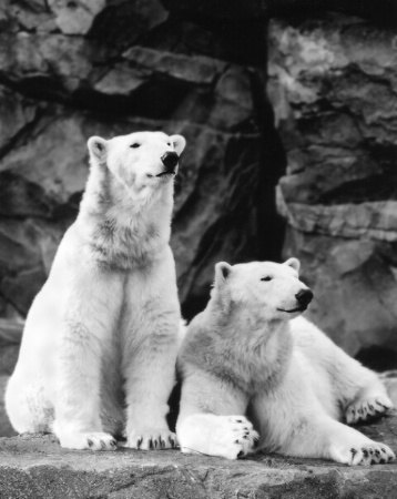 Polar Pair