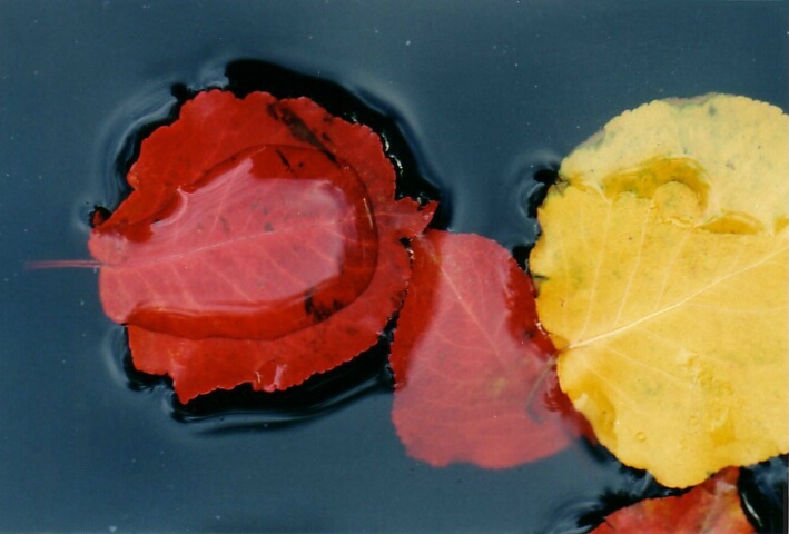 Leaves in Water