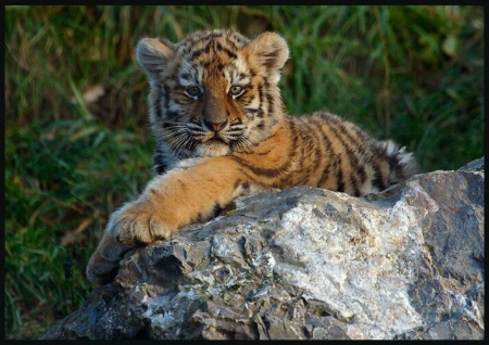 Tiger Cub 