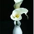 © Michèle J. Thomas PhotoID# 663930: Calla Lily  #1