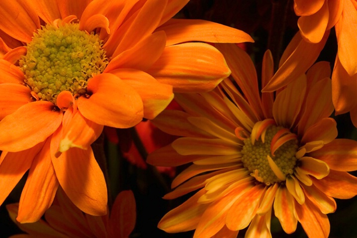 Orange Daises - ID: 664126 © Robert Hambley