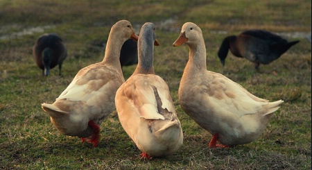 Duck Convention