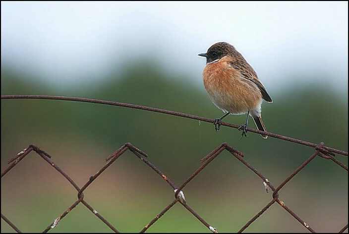 bird on fence