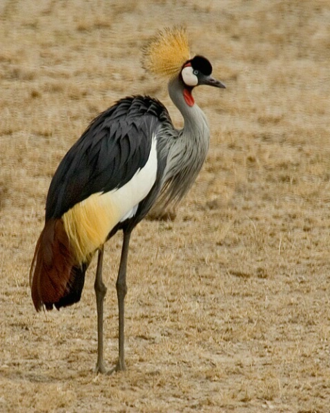 Crowned Crane 1 - ID: 664805 © James E. Nelson