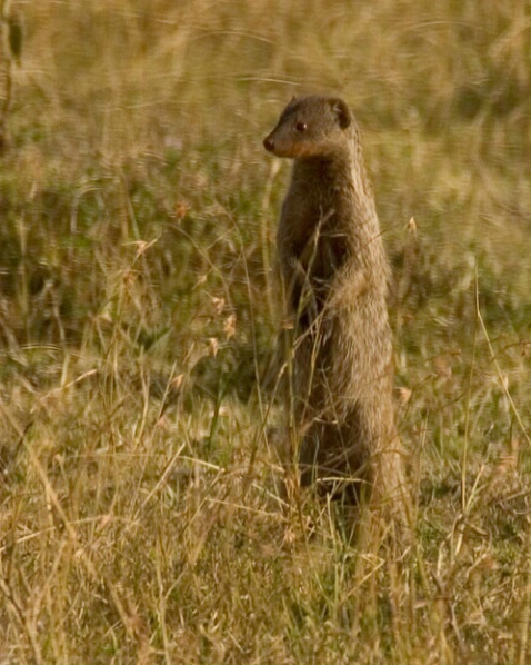 Banded Mongoose - ID: 664806 © James E. Nelson