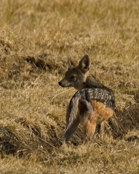 Black-backed Jackel - ID: 664807 © James E. Nelson