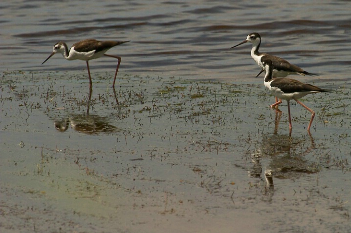 Black-necked Stilt - ID: 664808 © James E. Nelson