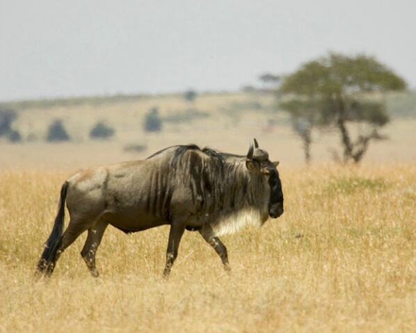 Wildebeest - ID: 664810 © James E. Nelson