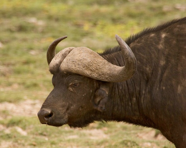 African Buffalo - ID: 664811 © James E. Nelson
