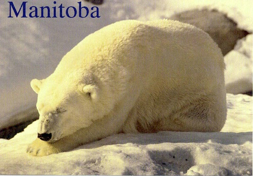 Polar Bear - ID: 665256 © Heather Robertson