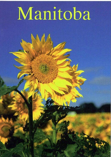 Sunflower - ID: 665278 © Heather Robertson