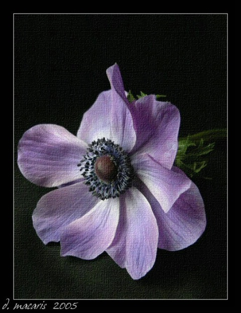  Purple Solitude - Anemone II