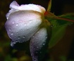 First rain...
