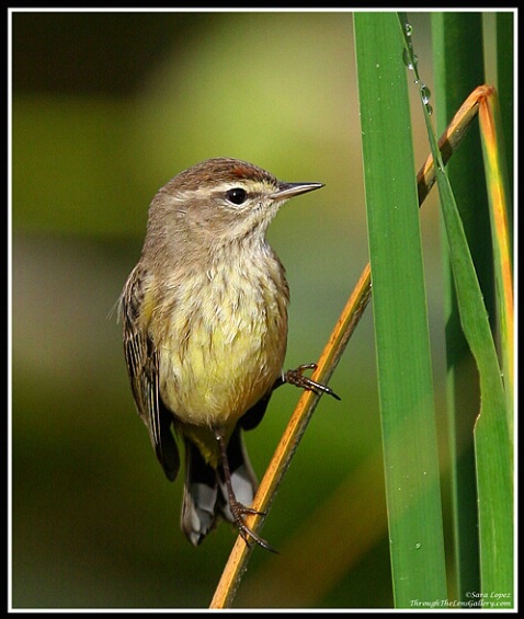 Yellow Bellied Warbler - ID: 666896 © Sara And Dick