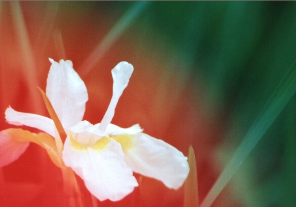 Siberian iris shot through red geraniums