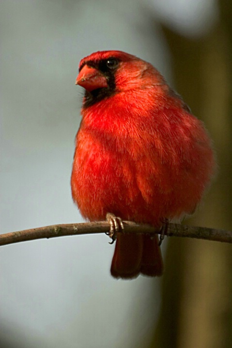 Cardinal - ID: 667657 © Robert Hambley