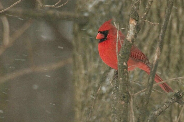 Cardinal in Falling Snow - ID: 667658 © Robert Hambley