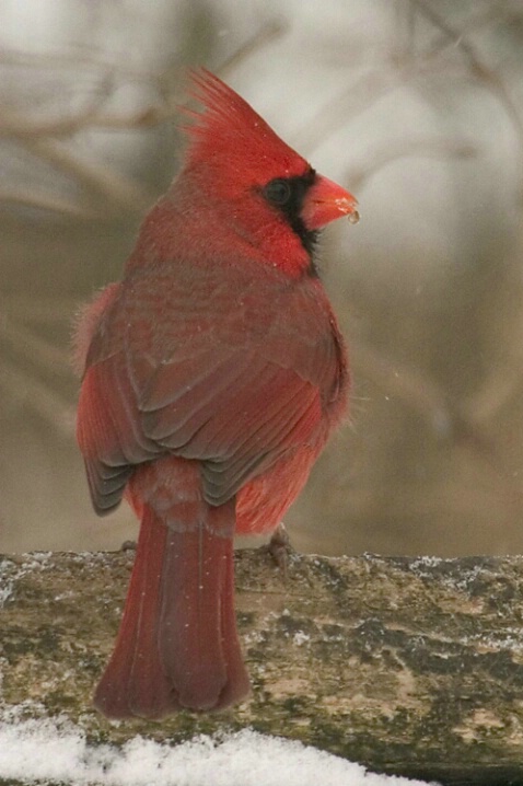 Cardinal - ID: 667659 © Robert Hambley