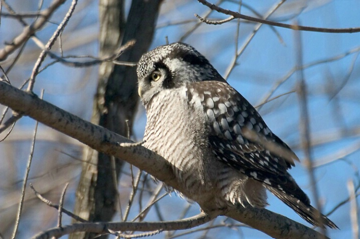 Northern Hawk Owl - ID: 667660 © Robert Hambley