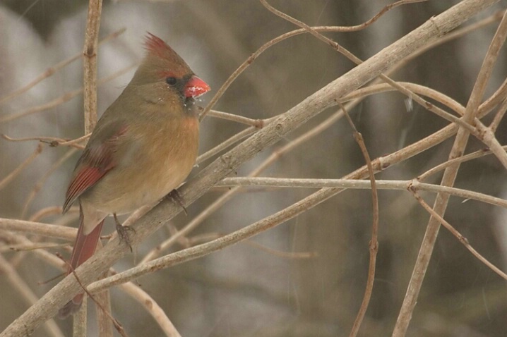 Female Cardinal - ID: 667661 © Robert Hambley