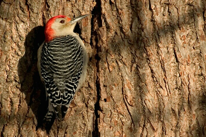 Red Bellied Woodpecker - ID: 667662 © Robert Hambley