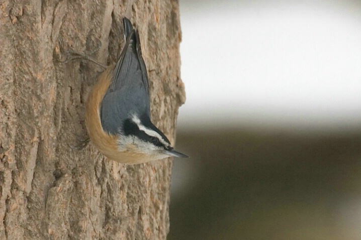 Red-Breasted Nuthatch - ID: 667664 © Robert Hambley