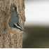 © Robert Hambley PhotoID # 667664: Red-Breasted Nuthatch