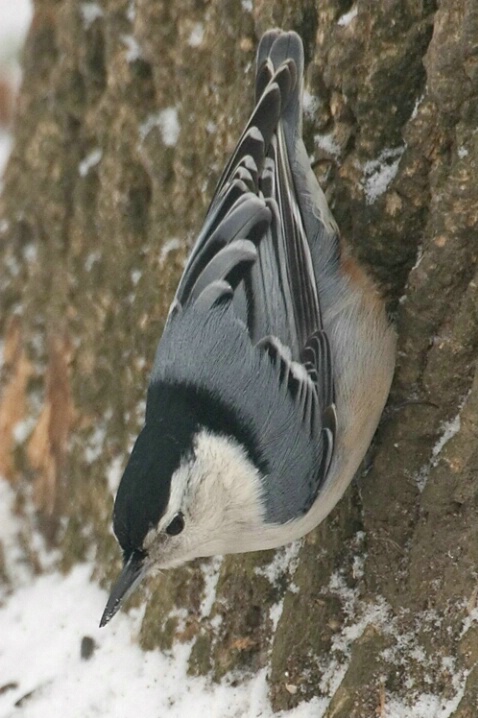 White Breasted Nuthatch - Winter - ID: 667665 © Robert Hambley
