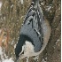 © Robert Hambley PhotoID # 667665: White Breasted Nuthatch - Winter