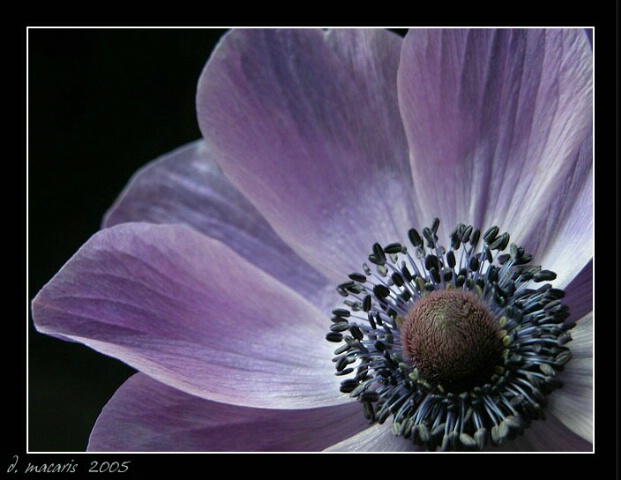 Anemone III