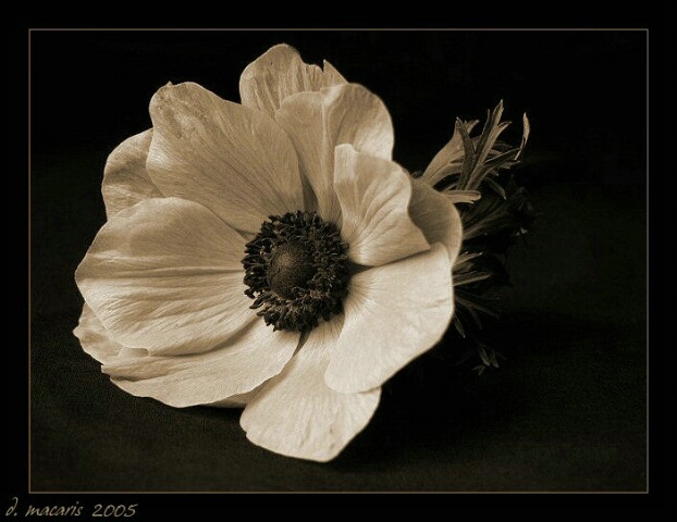 Aged to Perfection - Anemone IV