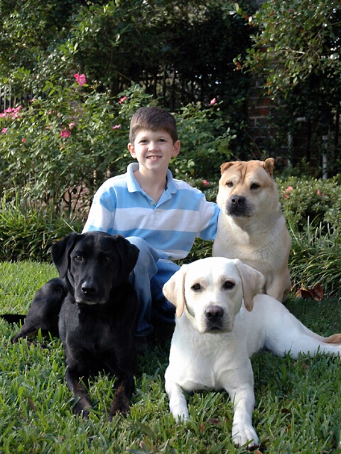 a boy and his dogs