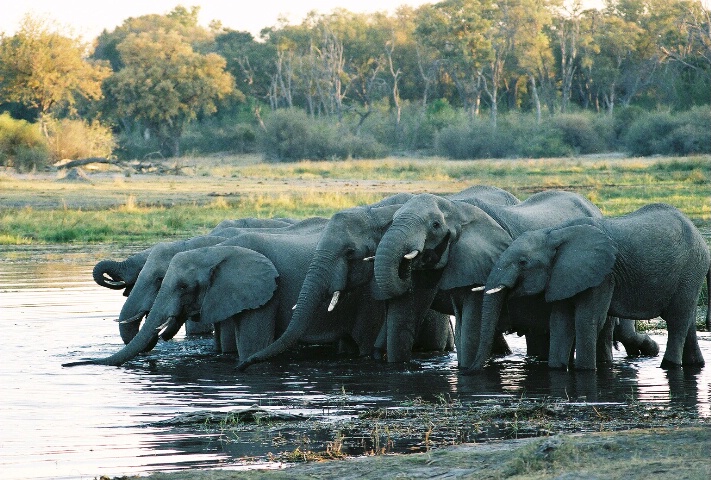 elephants at sunset