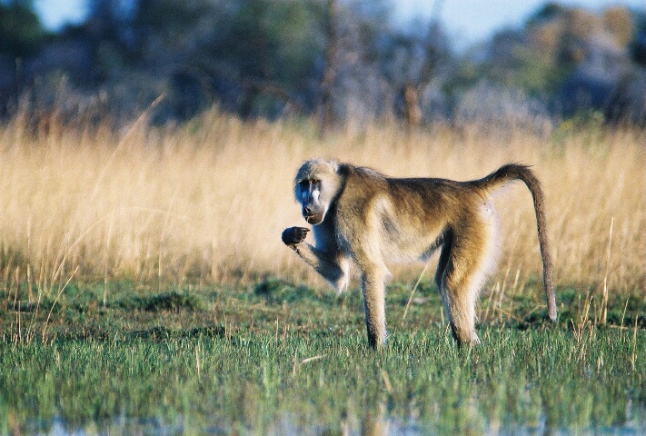 baboon at sunset