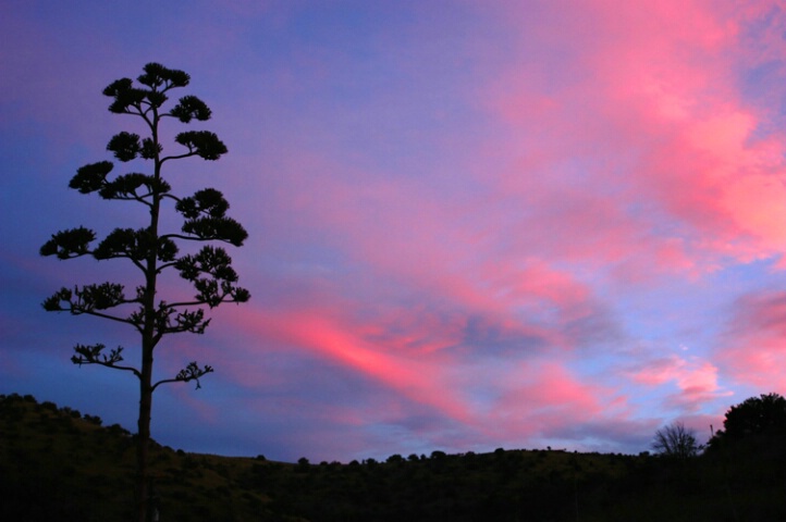 Century Plant Silhouette