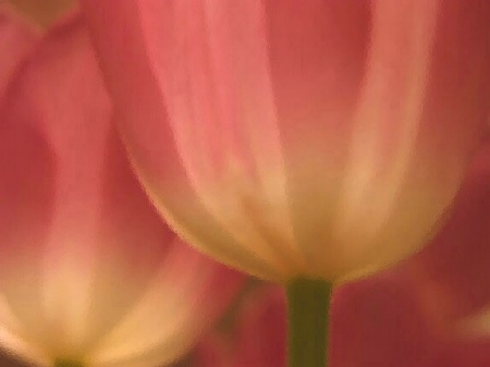 Tulips Under Glass