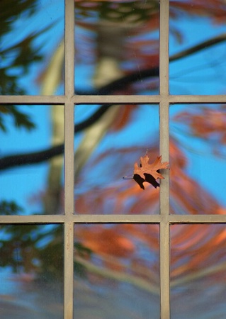 Autumn’s reflections