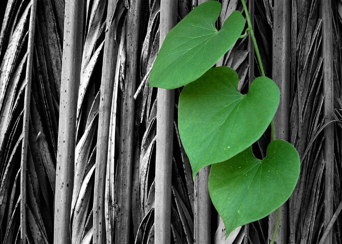 Leaves