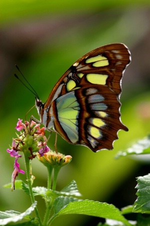Butterfly II <br><b>©  Jeff Grabert</b>