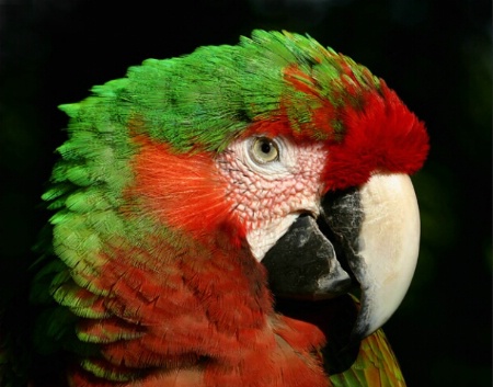Macaw II <br><b>©  Jeff Grabert</b>