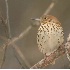 © Robert Hambley PhotoID # 671508: Brown Thrasher