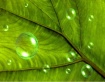 Droplets of Life